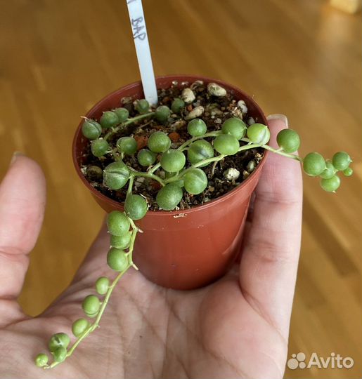 Суккуленты