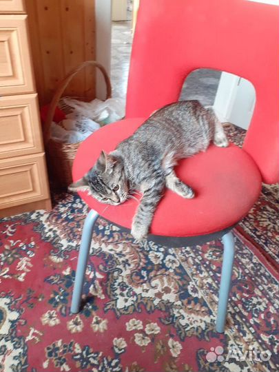 Котенок девочка бесплатно