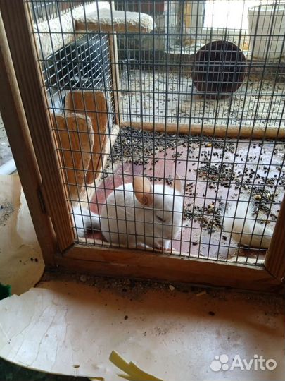 Шиншилла с клеткой