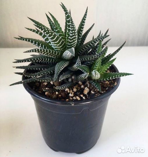 Цветы комнатные