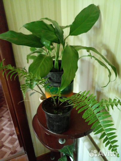 Цветы женское счастье и нефролептс