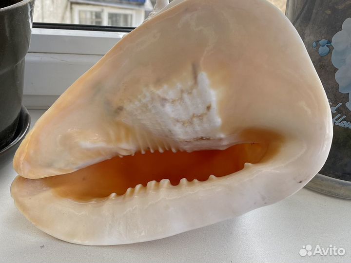 Ракушка морская большая