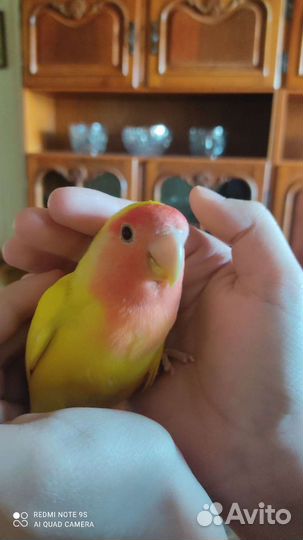 Неразлучники