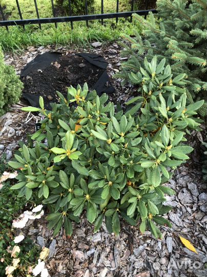 Родедендрон