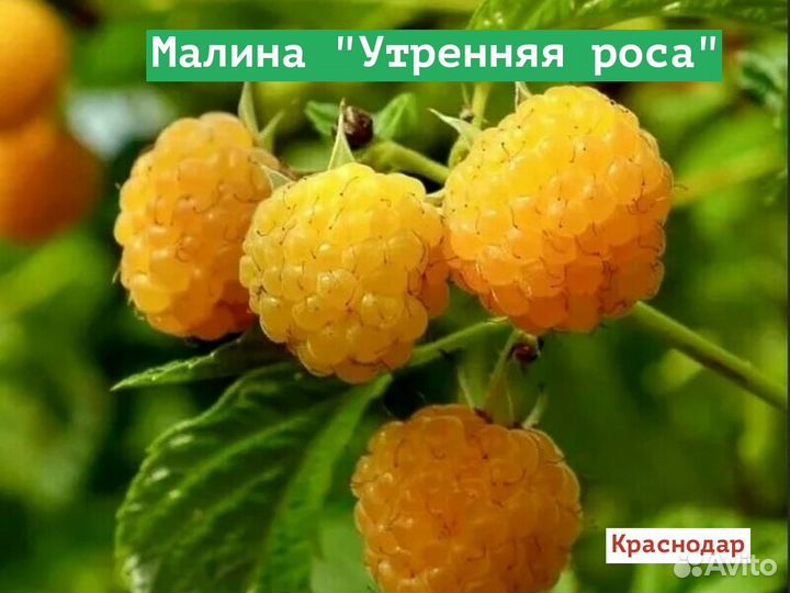 Малина Утренняя роса