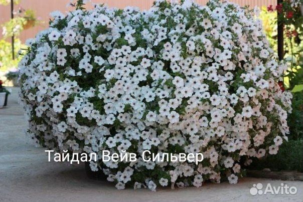 Черенки петунии Тайдал