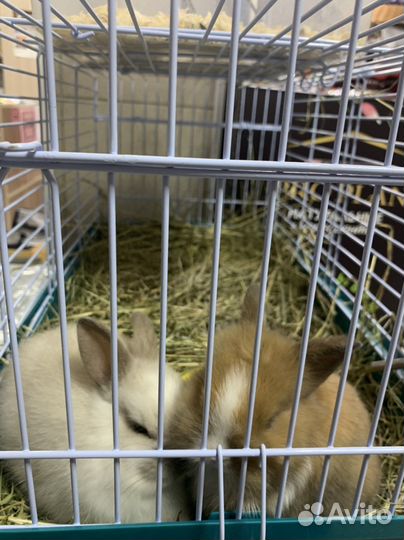 Декоративные кролики маленькие