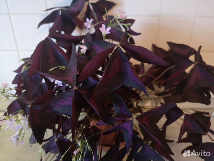 Кислица оксалис