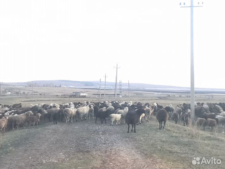 Продаю баранов, овечек