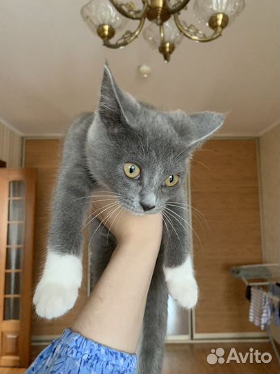 Кошка