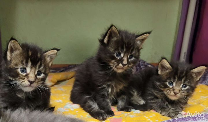 Котята мейн-кун