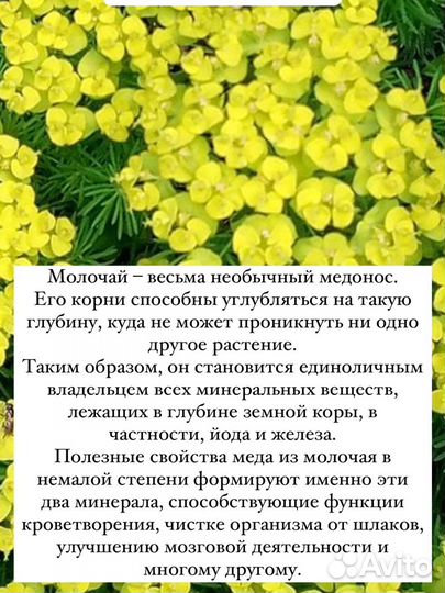 Молочай мёд