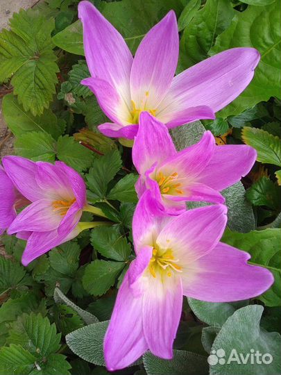 Земляника, Ежевика, Клубника вишня