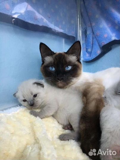 Тайские котята