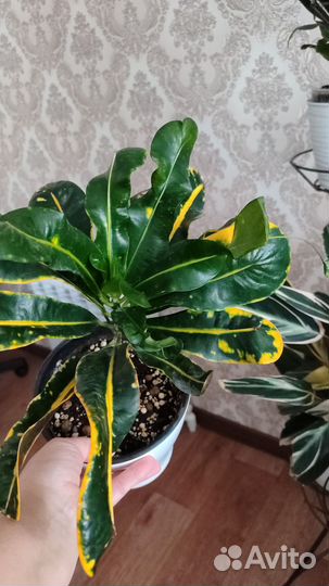 Кротон, маранта, бегония