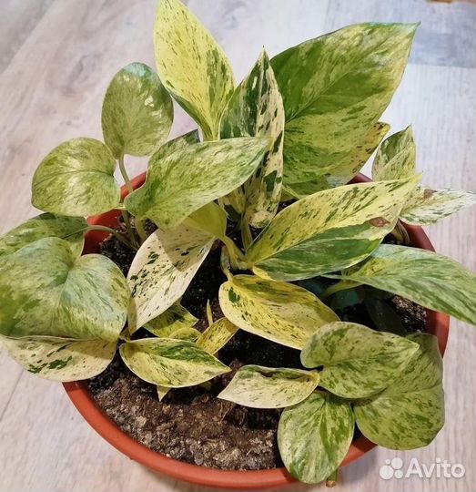 Сциндапсусы, кактус