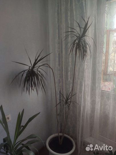 Юкка и драцена