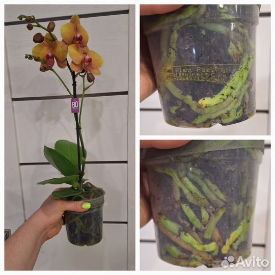 Орхидея Фаленопсис Амаретто. Арома