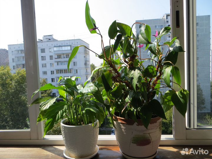 Спaтифиллум - Жeнскоe счaстье. и Мужское счастье