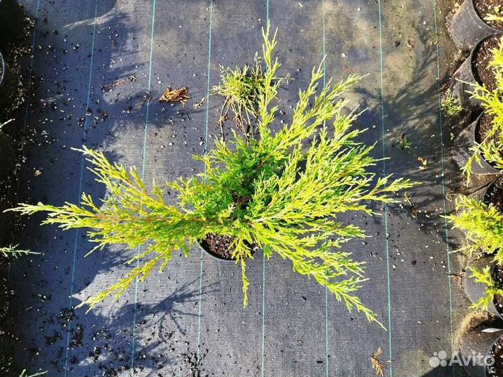 Можжевельник Andorra Compacta/С10