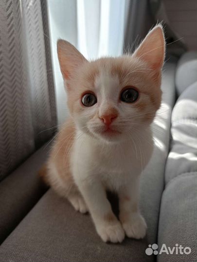 Котенок