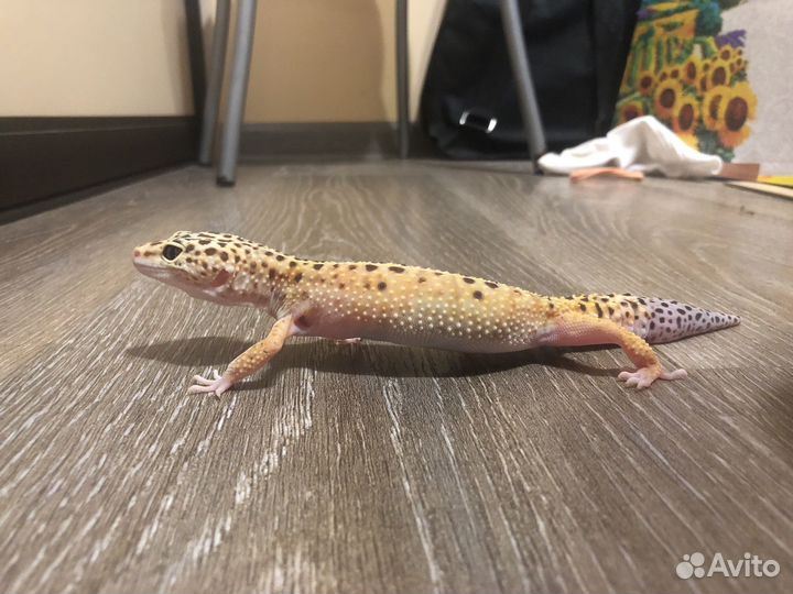 Геккон эублефар самка