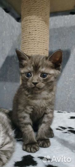 Шотландская