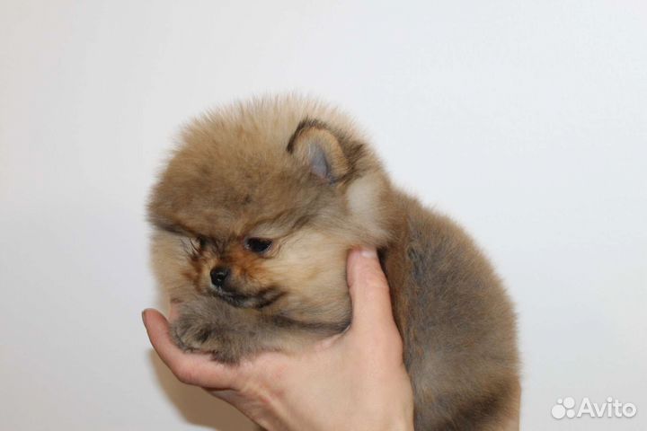 Померанский шпиц