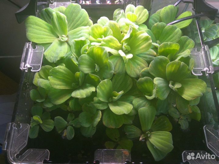 Пистия крупненькая и лимнофила