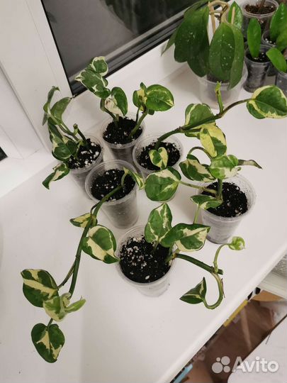 Эпипренум энджой (N'joy)