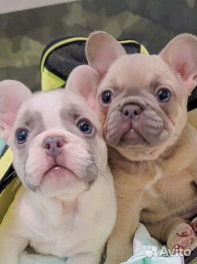 Французский бульдог щенки голубой лиловый
