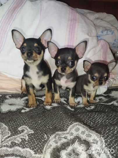Щенки чихуахуа
