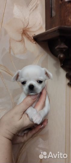 Чихуахуа девочка