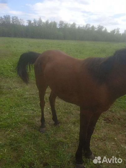 Продам кобылку 1 год и 3 месяца