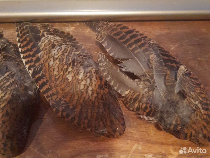 Крыло вальдшнепа