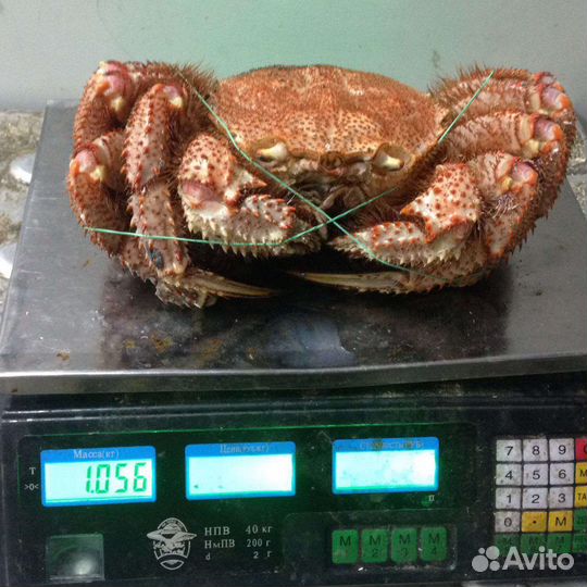 Икра красная