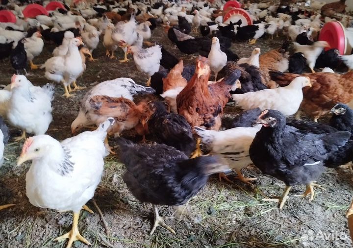 Куры молодки несушки домашние
