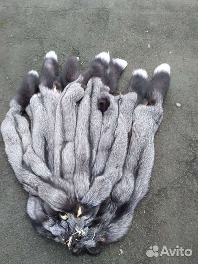 Чернобурая лиса,длина 68-72см