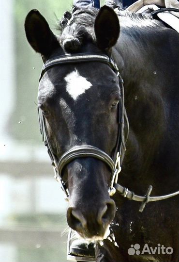 Продаётся жеребец