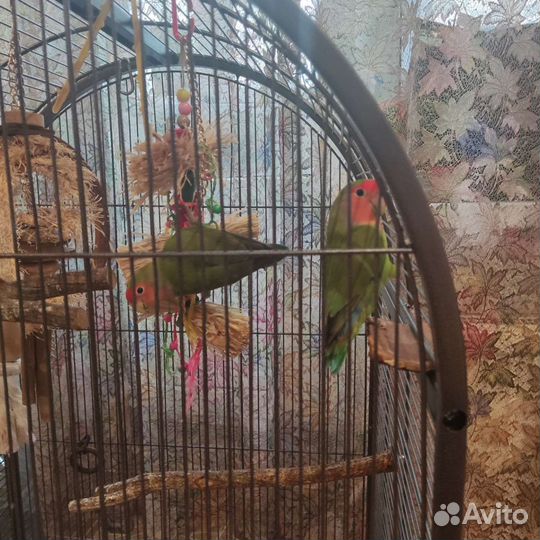Попугаи Неразлучники