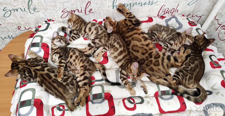 Бенгальские котята