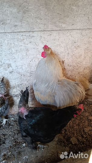 Петух брама