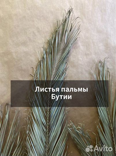 Пальмовые листья