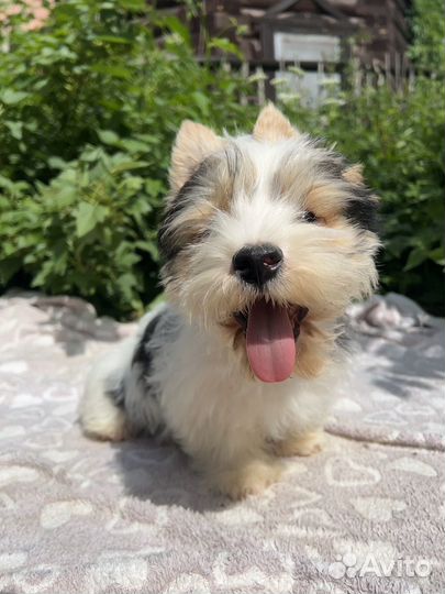 Йорк бивер и голддаст