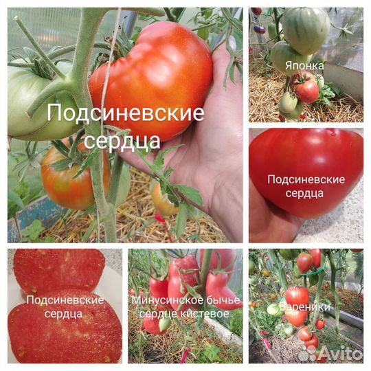 Семена помидор, томатов
