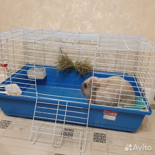 Декоративные кролики