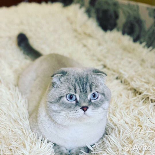 Кот вязка