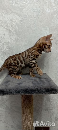 Бенгальский котенок девочка