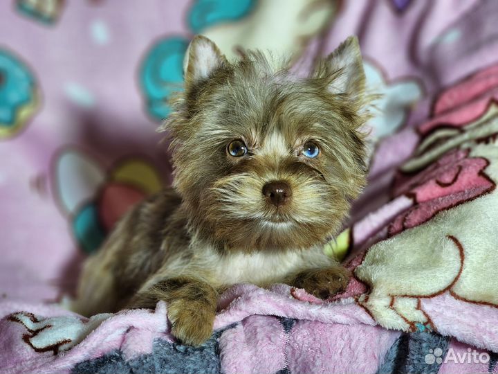 Шоколадный мрамор девочки