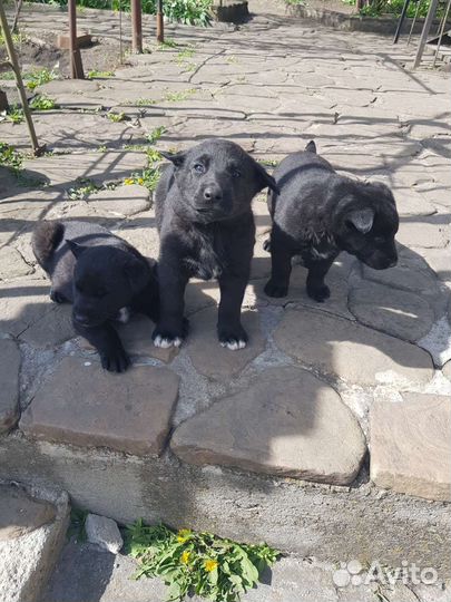 Щенок в добрые руки